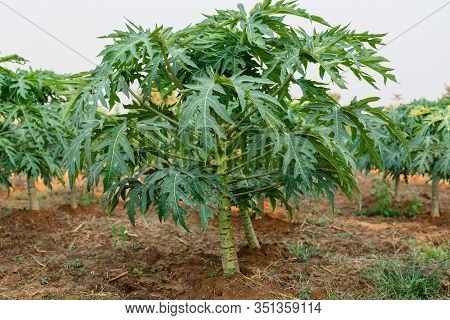 Papaya Fruit On Papaya Tree In Farm.
