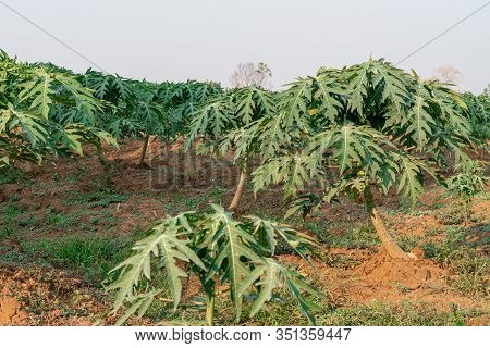 Young Papaya Fruit On Papaya Tree In Farm.