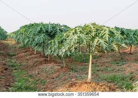 Young Papaya Fruit On Papaya Tree In Farm.
