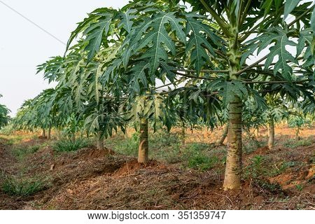 Young Papaya Fruit On Papaya Tree In Farm.