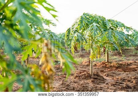Young Papaya Fruit On Papaya Tree In Farm.