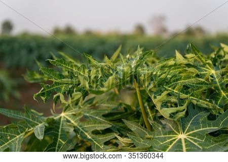 Close Up Papaya Fruit On Papaya Tree In Farm.