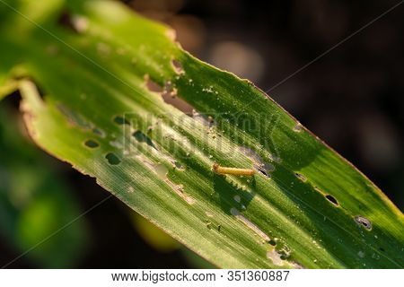 Corn Leaf Damaged By Fall Armyworm Spodoptera Frugiperda.corn Leaves Attacked By Worms In Maize Fiel