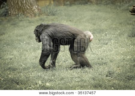 chimpanzé