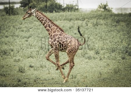 giraff