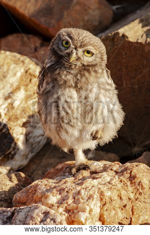 Little Owl, Athene Noctua, Young Perched On A Rock Looking Curiously At The Camera.