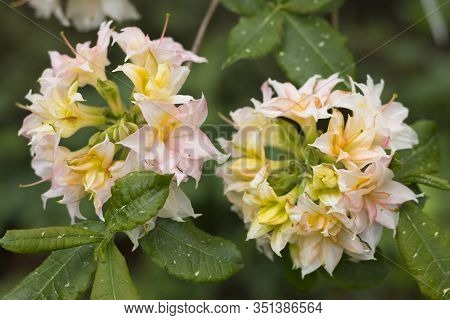 Big Azalea Or Rhododendron In Garden. Season Of Flowering Azaleas (rhododendron) At Botanical Garden