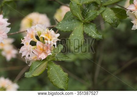 Big Azalea Or Rhododendron In Garden. Season Of Flowering Azaleas (rhododendron) At Botanical Garden