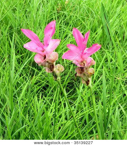 Siam Tulip o Patumma