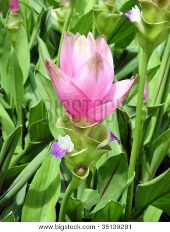 Siam Tulip o Patumma
