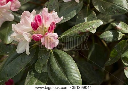 Big Azalea Or Rhododendron In Garden. Season Of Flowering Azaleas (rhododendron) At Botanical Garden