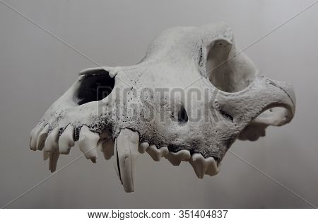 Floating Animal Skull Isolated Over White Stock Photo