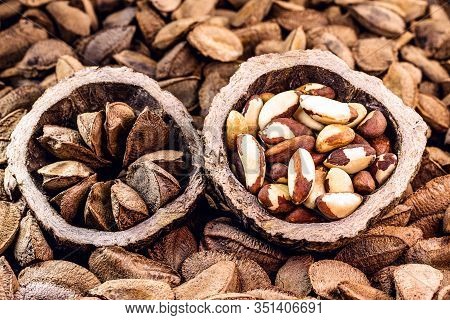 Brazil Nuts, Export Product From The Amazon. Brazil Nuts Are Called 
