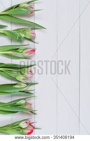Valentines Day Romantic Background With White Gift Box And Pinktulips. Greeting Card With Pink Tulip