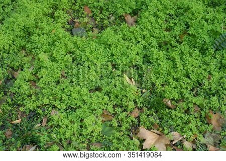 Young Seedlings Of Cow Parsley In Mid October