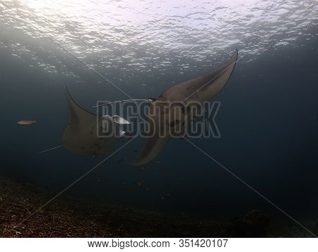 Manta Ray Swim Into Clear Blue Water