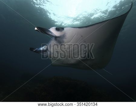 Manta Ray Swim Into Clear Blue Water