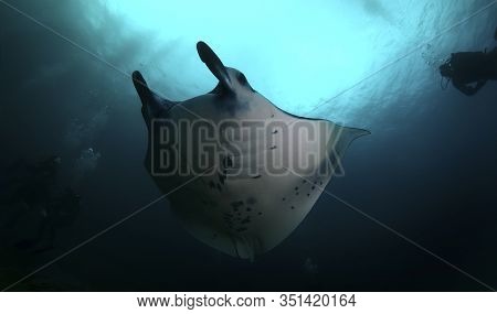 Manta Ray Swim Into Clear Blue Water