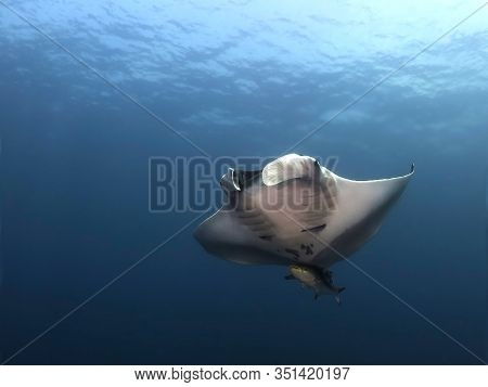 Manta Ray Swim Into Clear Blue Water
