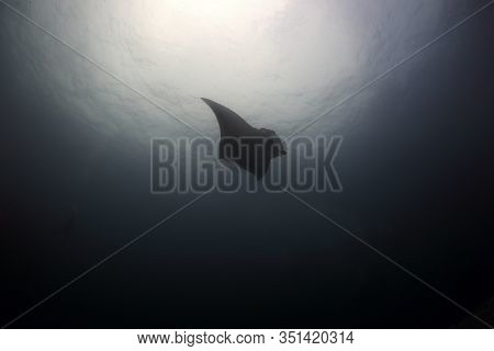 Manta Ray Swim Into Clear Blue Water