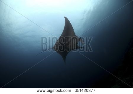 Manta Ray Swim Into Clear Blue Water