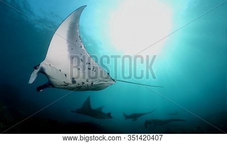 Manta Ray Swim Into Clear Blue Water