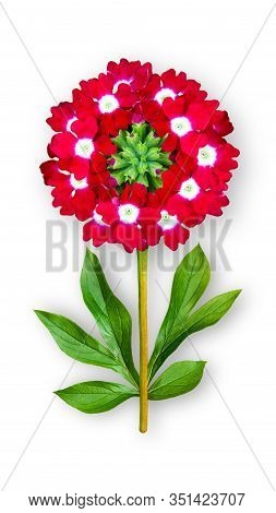 Offbeat Verbena Flower. Composition Of Red Verbena With Peony Leaves. Art Object On A White Backgrou