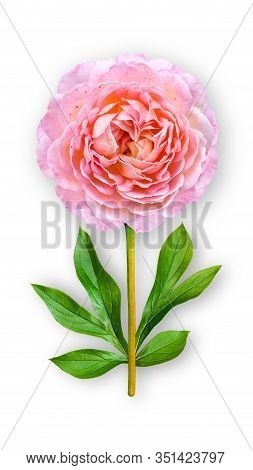 Offbeat Rose Flower. Composition Of Pink Rose With Peony Leaves. Art Object On A White Background. M