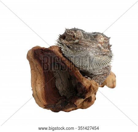 Bearded Lizard (pogona Barbata) And Tree Branch Isolated On White. Exotic Pet