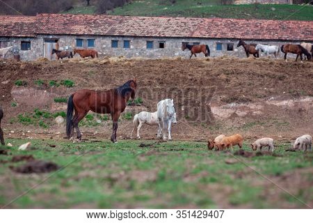 Group Of Wild Horses In The Landscepe