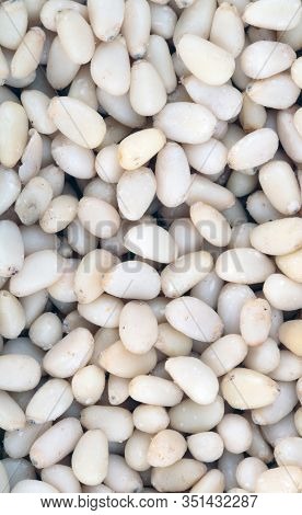 Many Cedar Nut  At Dry Sunny Summer Day