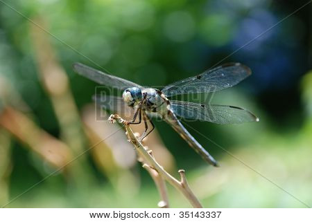 Dragonfly