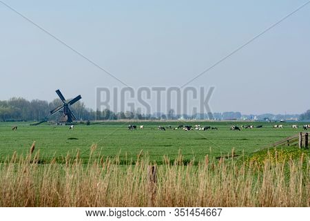 View On Traditional Dutch Wind Mill And Cows On Green Pasture, Spring Landscape In North Holland, Th