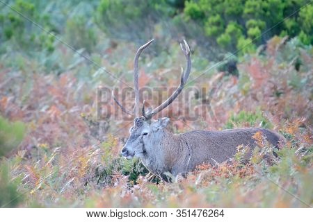 Sep. 16, 2017. The Bellowing In The Gorbeia Natural Park (basque Country).