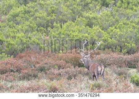 Deer In The Bellow