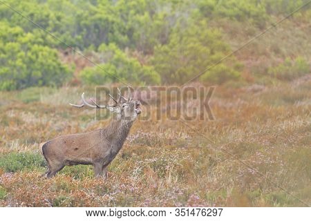 Deer In The Bellow