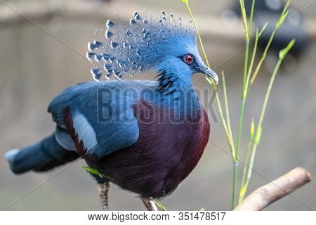 The Victoria Crowned Pigeon , Goura Victoria Is A Large, Bluish-grey Pigeon With Elegant Blue Lace-l