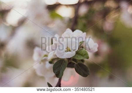 Large Colorful White-pink Flowers Of A Spring Blossoming Apple Tree. Sprig With Blooming Delicate Le