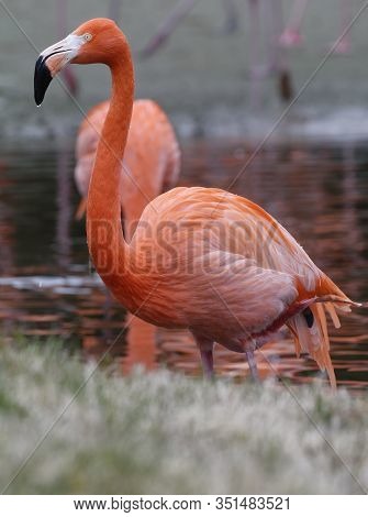 American Or Caribbean Flamingo - Phoenicopterus Ruber Ruber