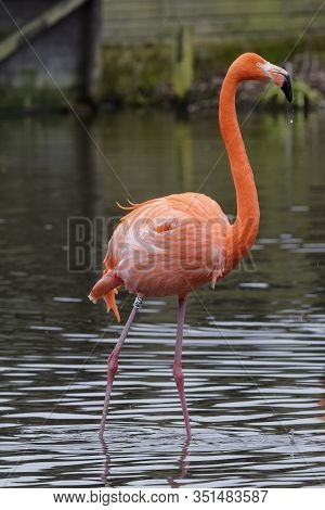 American Or Caribbean Flamingo - Phoenicopterus Ruber Ruber