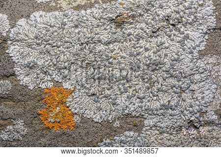Physcia Caesia, Known As Blue-gray Rosette Lichen And Powder-back Lichen. Closeup Photo Top View. Se