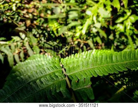 Dryopteris Filix-mas, The Male Fern, Is A Common Fern Of The Temperate Northern Hemisphere, Native T