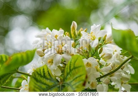 Beautiful White Tung Flower Blooms In Spring（tung Tree Flower）