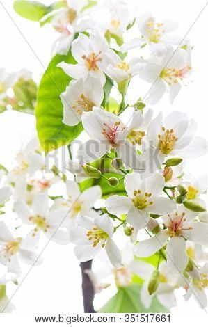 Beautiful White Tung Flower Blooms In Spring（tung Tree Flower）