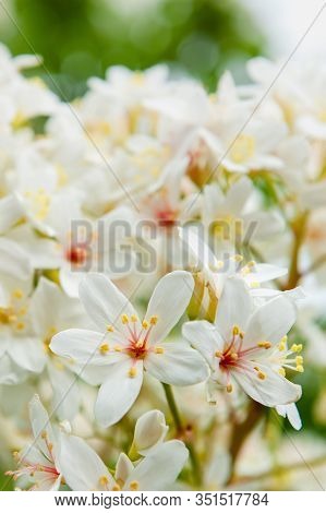 Beautiful White Tung Flower Blooms In Spring（tung Tree Flower）