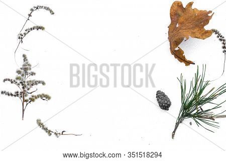 Wallpaper with the image of birchbark and other gifts of the forest