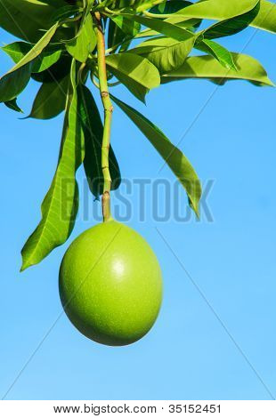 Cerbera Odollam 과일입니다.