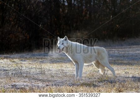 The Hudson Bay Wolf (canis Lupus Hudsonicus) Subspecies Of The Wolf (canis Lupus) Also Known As The 