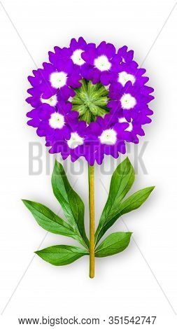 Offbeat Verbena Flower. Composition Of Purple Verbena With Peony Leaves. Art Object On A White Backg