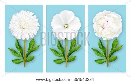 Three Offbeat Flowers On A Pastel Blue Background. Composition Of White Aster, Lavatera And Peony Wi